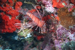 Pterois antennata