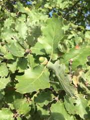 Quercus pubescens