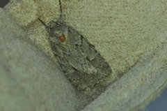 Sympistis dentata