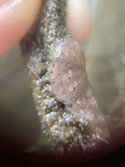 Botrylloides violaceus