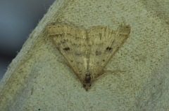 Bleptina caradrinalis