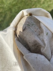 Lepyronia quadrangularis