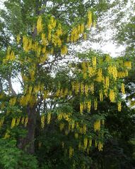 Laburnum × watereri