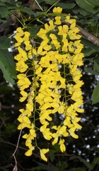 Laburnum × watereri