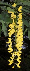 Laburnum × watereri