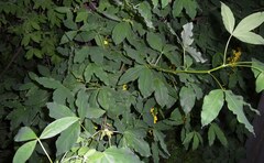 Laburnum × watereri