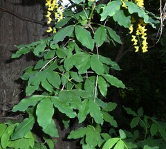Laburnum × watereri