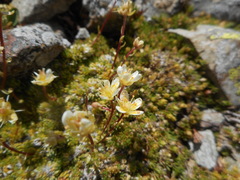 Saxifraga bryoides