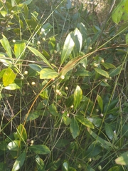 Ilex glabra