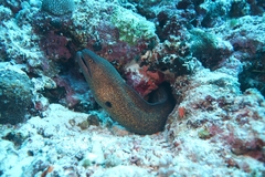 Gymnothorax flavimarginatus