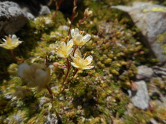 Saxifraga bryoides