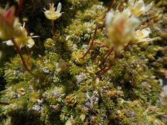 Saxifraga bryoides