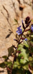 Plumbago caerulea