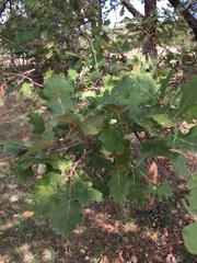 Quercus pubescens