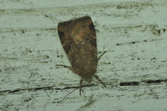 Cryptocala acadiensis