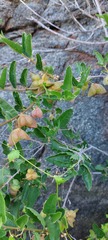Bridgesia incisifolia