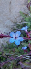 Plumbago caerulea