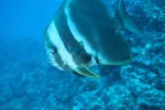 Ephippidae