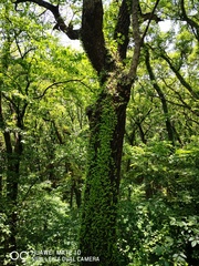 Acer truncatum