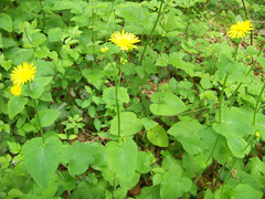 Doronicum pardalianches