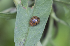 Coccinelloidea