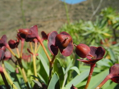 Euphorbia atropurpurea image