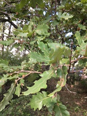 Quercus pubescens