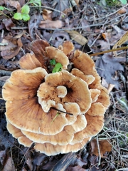 Hydnellum aurantiacum