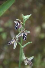 Ophrys cretica