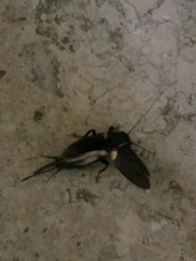 Gryllus
