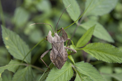 Molipteryx hardwickii