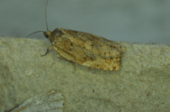 Choristoneura fumiferana