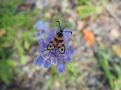 Zygaena fausta