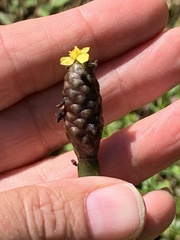 Xyris laxifolia iridifolia