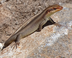 Trachylepis wahlbergii