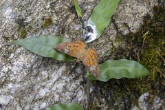 Pseudocoladenia dan