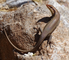 Trachylepis wahlbergii