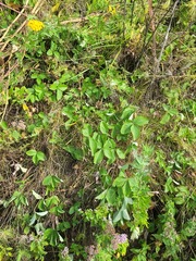 Fragaria × ananassa