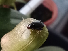 Coleoptera