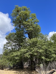 Quercus kelloggii