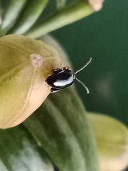 Coleoptera