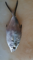 Trachinotus ovatus