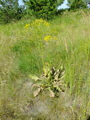 Senecio doria