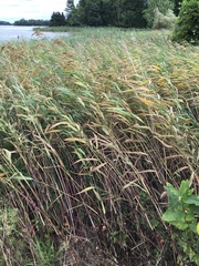 Phragmites australis americanus