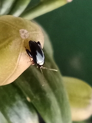 Coleoptera
