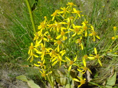 Senecio doria