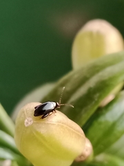 Coleoptera