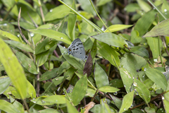 Hypolycaena kina