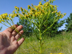Senecio doria
