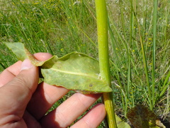 Senecio doria